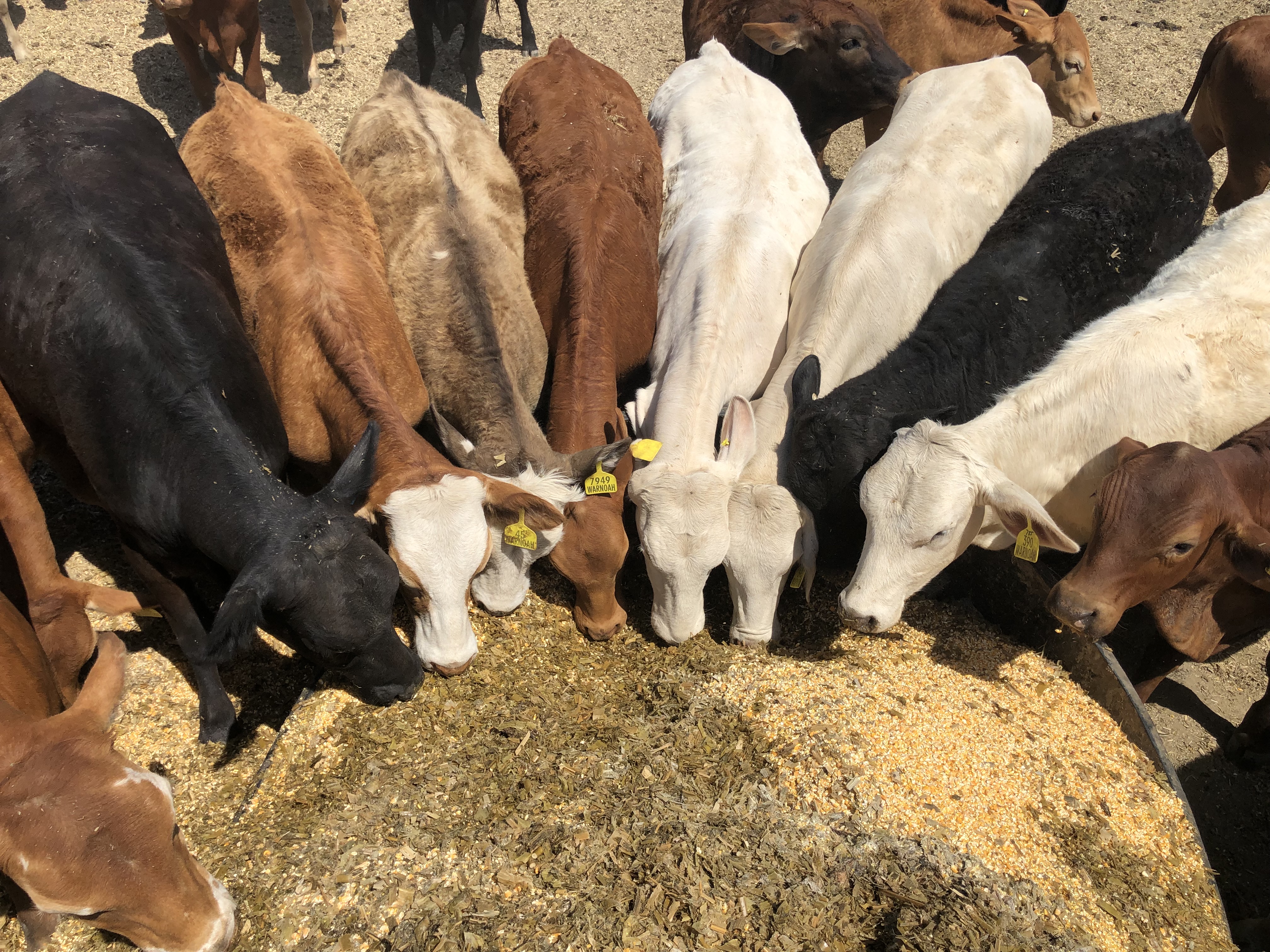 Paddock Sapi Cattle Purchasing