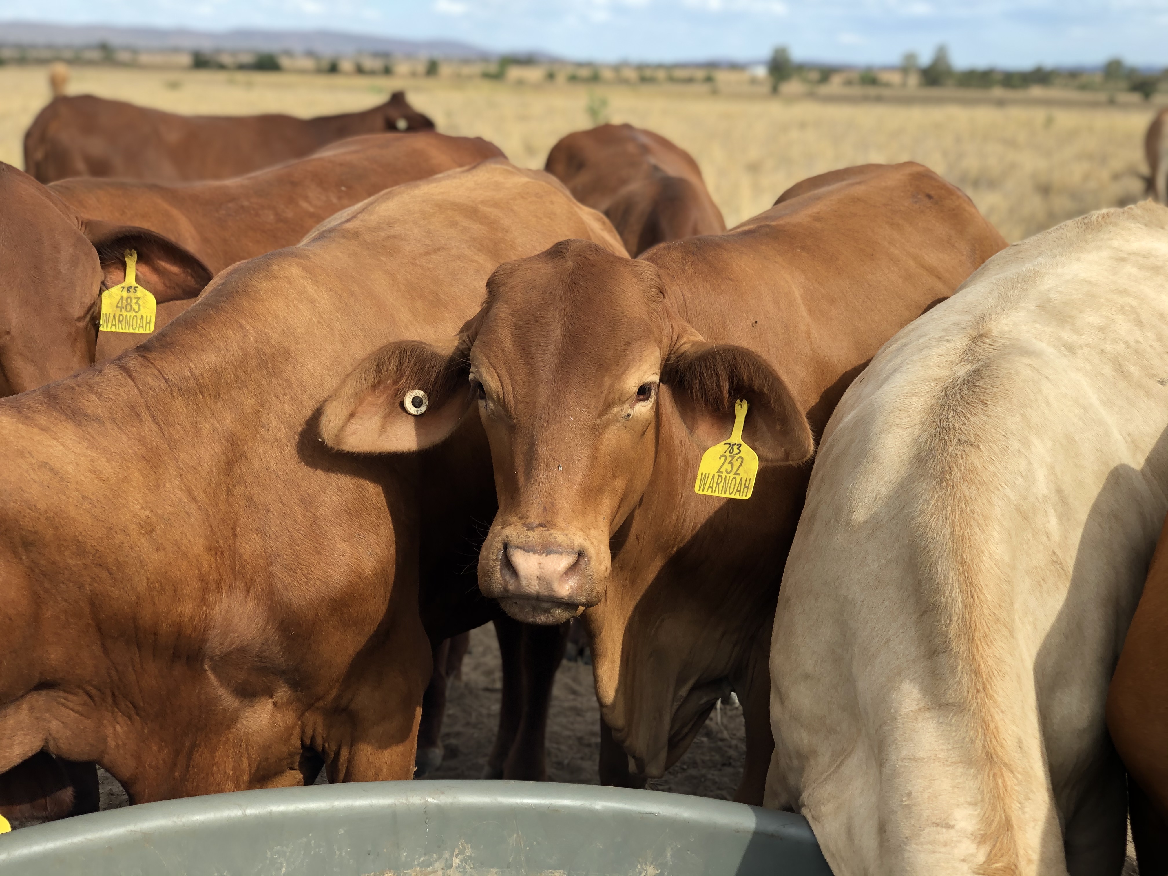 Paddock Sapi Cattle Purchasing